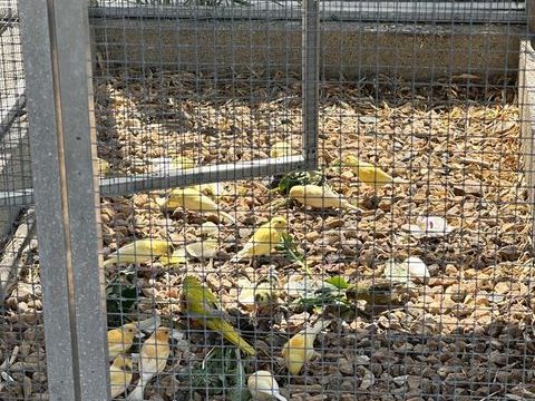 Vends canaris 20 49350 Les rosiers-sur-loire