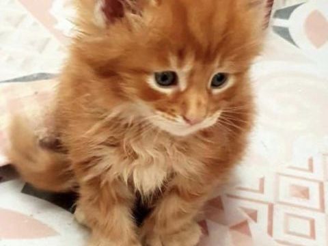 Sublime B&eacute;b&eacute; m&acirc;le Coon Red Polydactyle  1000 77300 Fontainebleau