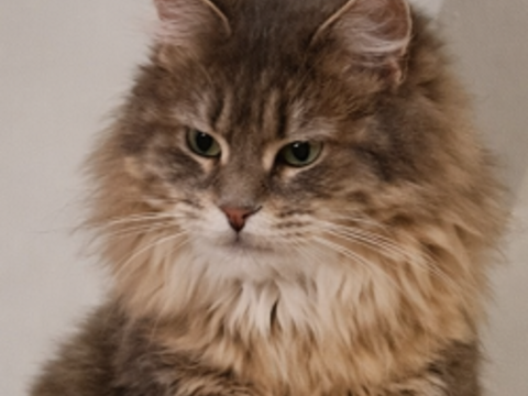 FAIRY FEMELLE TIGRE CREME 3 ANS 1/2 195 92260 Fontenay-aux-roses