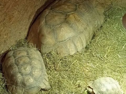 Tortue 1 27270 Grand-camp