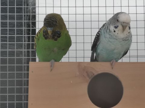 perdu perruche ondulée male 0 16260 Chasseneuil-sur-bonnieure