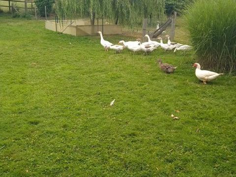 oie normande 30 35500 Erbrée