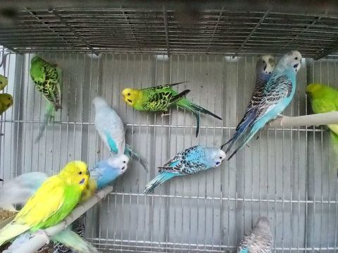 Perruches, mandarins, colombes diamants 8 44150 Ancenis