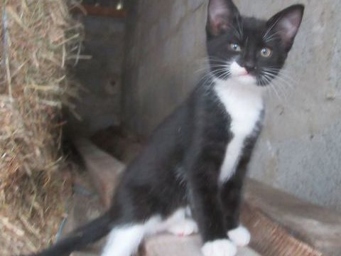 Chatons 0 38440 Royas