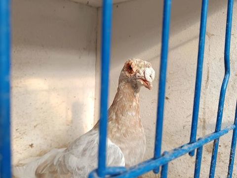 Pigeons ancien ligne italienne 100 28380 Saint-rmy-sur-avre