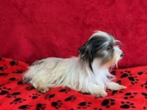 2 petits copains  300 38540 Saint-just-chaleyssin