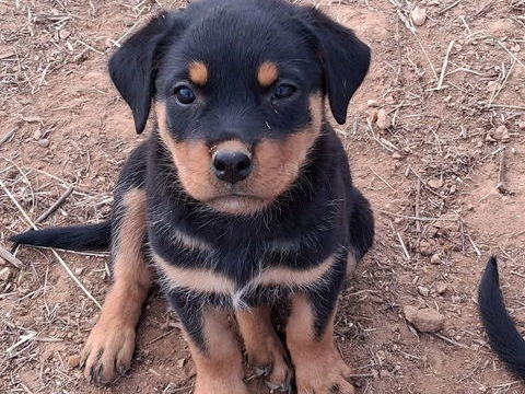 Petite Rott 0 11200 Ferrals-les-corbières