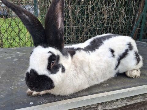 Lapin g&eacute;ant papillon 50 59600 Maubeuge
