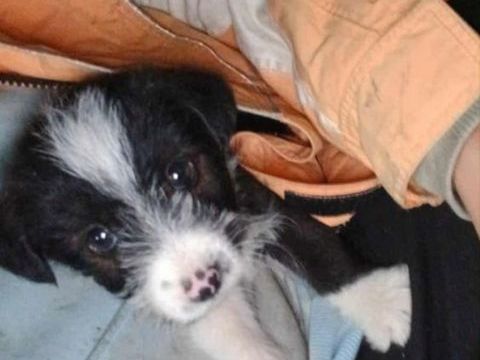 ANDY petit crois&eacute; n&eacute; le 15/09/2025 300 49100 Angers