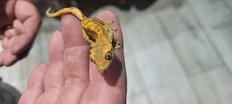 gecko a crête 100 29390 Leuhan