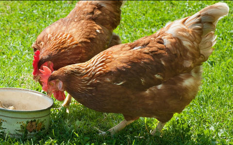 Poule fermi&egrave;re 7 80290 Guizancourt