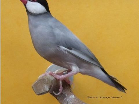 Padda panach&eacute;  est divers exotiques 0 74380 Nangy