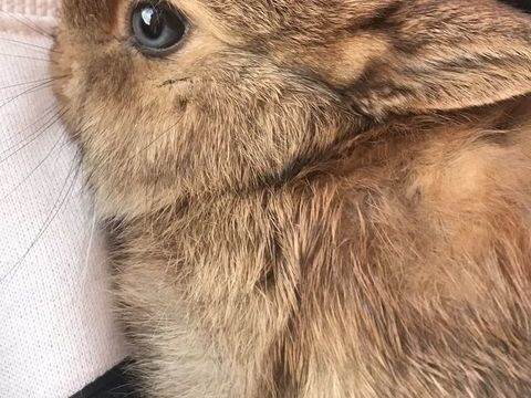 Adorable, lapin, nain &agrave; Venelles 50 13770 Venelles