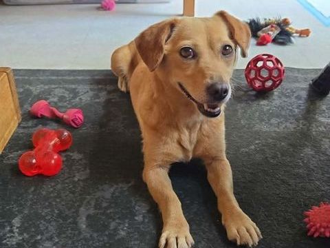 Winnie &agrave; l'adoption  331 94110 Arcueil