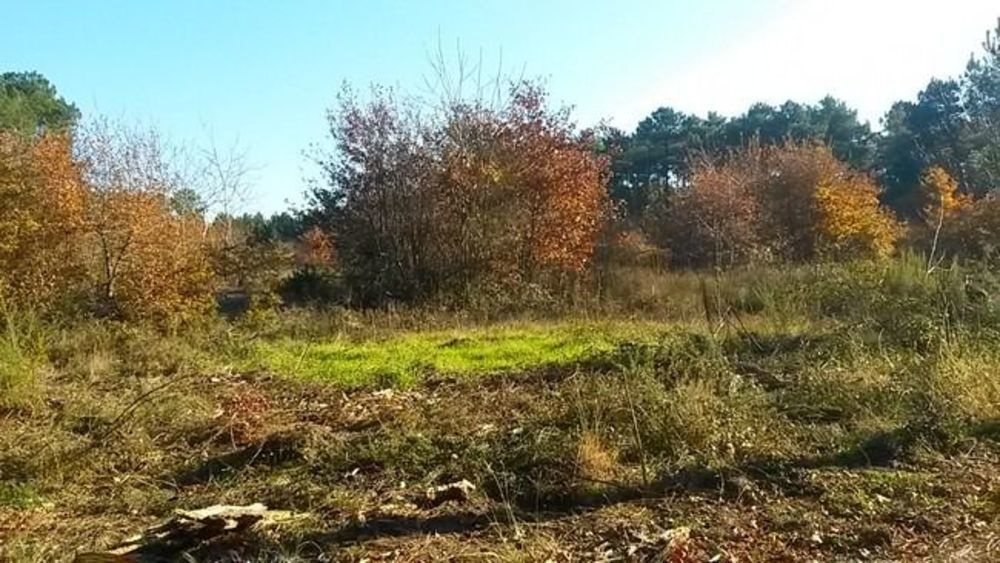 Maisons neuves   Brach (33480)