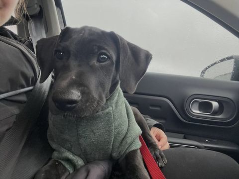 Zak, m&acirc;le Xberger n&eacute; le 15/10/2025 🐶 300 44000 Nantes