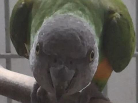 youyou du sénégal mâle 2021 sexé ADN en âge de reproduire 200 88150 Thaon-les-vosges