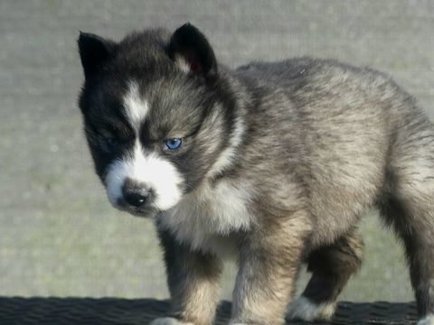Chiots husky sib&eacute;rien  850 91650 Breuillet