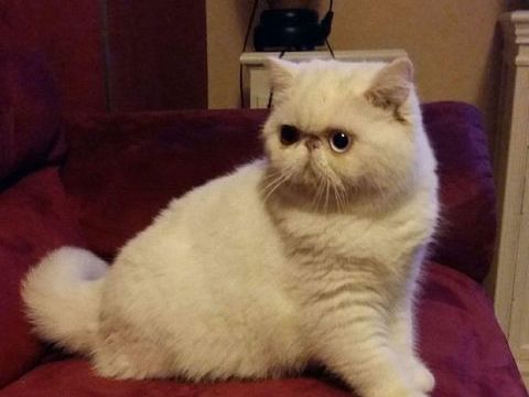 chatte blanche avec les yeux impairs 0 22640 Plénée-jugon
