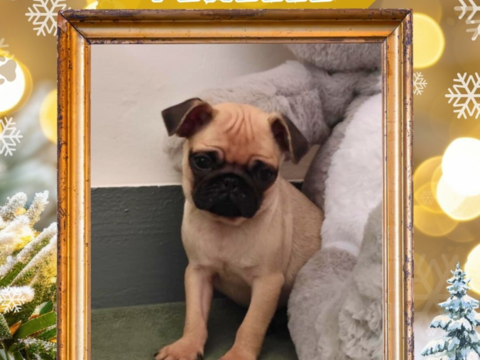 Chiot carlin femelle 850 18140 Pr�cy