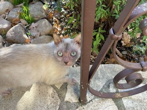 Lykoï chat loup garou 1500 24460 Saint-front-d'alemps