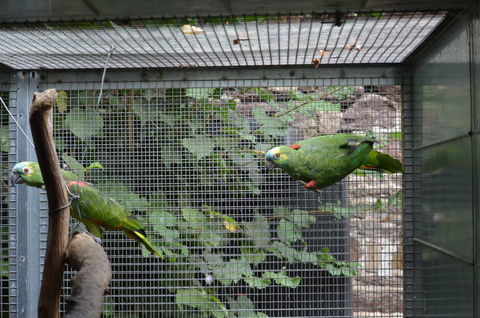 Couple amazones &agrave; front bleu 1500 35310 Br�al-sous-montfort