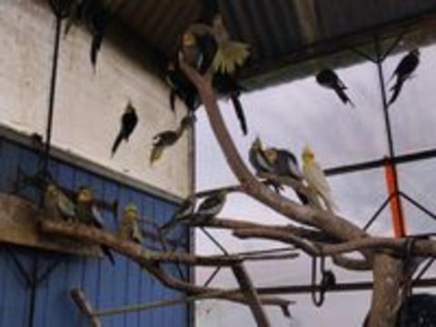   Oiseaux calopsittes  