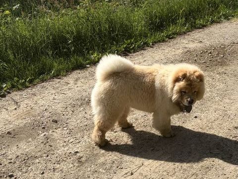 &Agrave; r&eacute;server 7 magnifiques Chow Chow 1800 35480 Saint-malo-de-phily