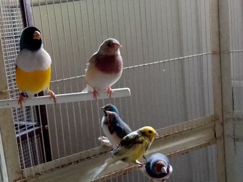 Diamants de Gould 35 80400 Ham