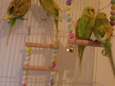 Magnifique jeune Perucche ondul&eacute; m&acirc;le et femelle de 3 mois 10 92800 Puteaux