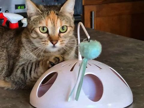 PRINCESSE FEMELLE TIGREE 1 AN 1/2 195 92260 Fontenay-aux-roses