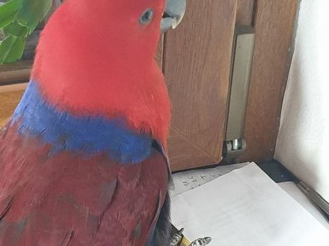 Eclectus femelle eam 650 67470 Seltz