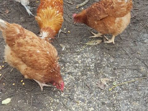 Poules pondeuses rousses 12 78910 Orgerus