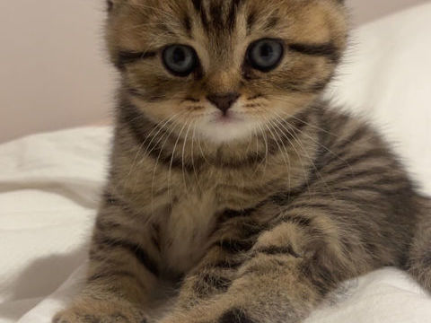 Chaton british shortair 
1200 93290 Tremblay-en-france