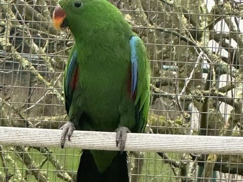 ECLECTUS MALES
600 49300 Cholet
