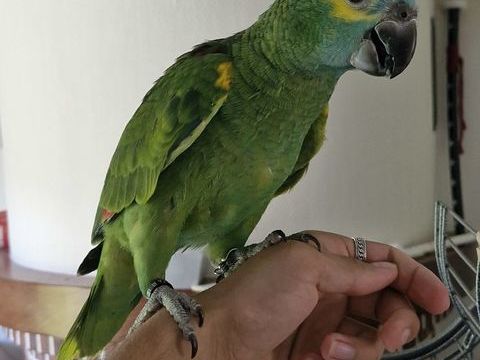 Perroquet Amazone a front bleu 1300 40190 Saint-gein