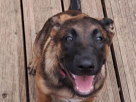 Adorable chiot femelle 0 31220 Cazères