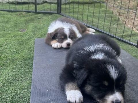 chiots berger australien 900 01000 Bourg-en-bresse