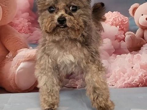 M&acirc;le caniche teacup gris 3500 86430 Luchapt