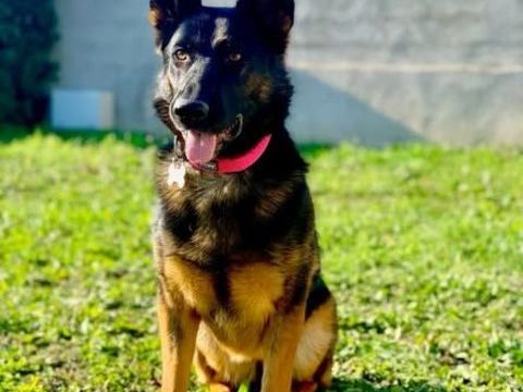 Chien PEPSI &agrave; l adoption 350 07800 La voulte-sur-rh�ne