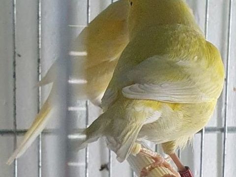 couple de canaris 70 83500 La seyne-sur-mer