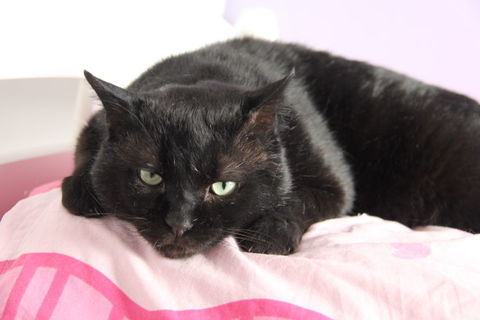 GULLIVER CHAT NOIR 7 ANS 195 92260 Fontenay-aux-roses