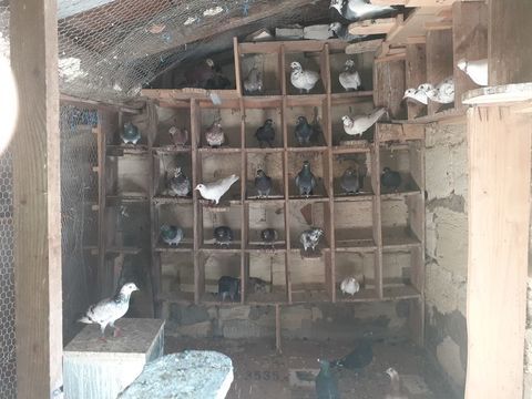 COUPLE DE PIGEONS ADULTES 10 33130 B�gles