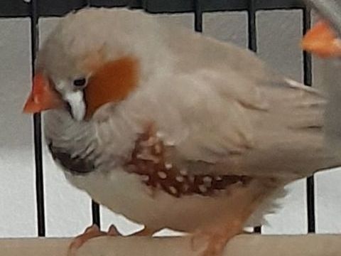 Mandarins 10 36290 Paulnay