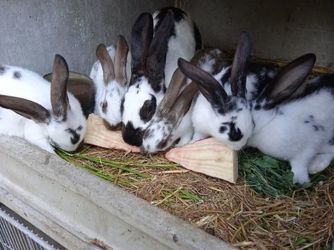 Lapins géant papillon de 2 mois 20 59270 Bailleul