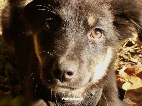 Grimli à l'adoption 320 21000 Dijon