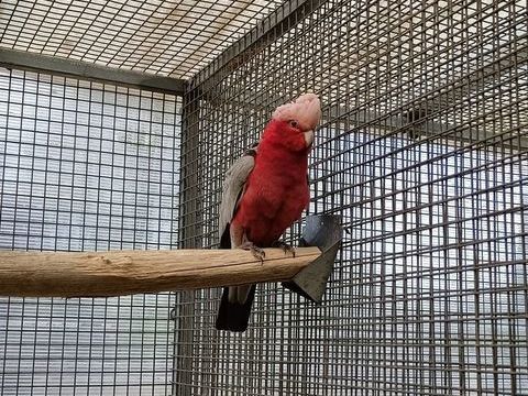 Cacato&egrave;s Rosalbin 750 46340 Salviac