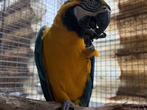 M&acirc;le Ara Ararauna EAM 1500 13113 Lamanon