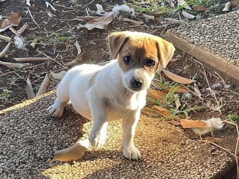 jack russel 350 97400 Saint-denis