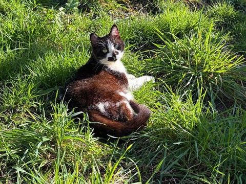 Gentille minette &agrave; adopter 185 14250 Chouain